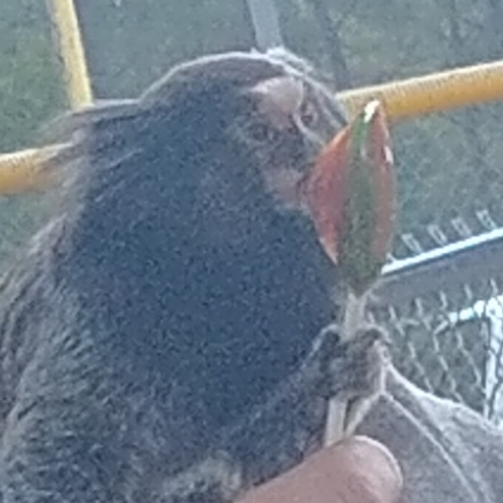 Meet your Posher, Angel